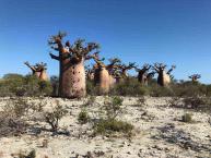 Grand Madagascar Overland Group Tour – 24 Days